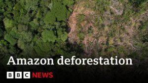 One fifth of the Amazon rainforest lost to deforestation